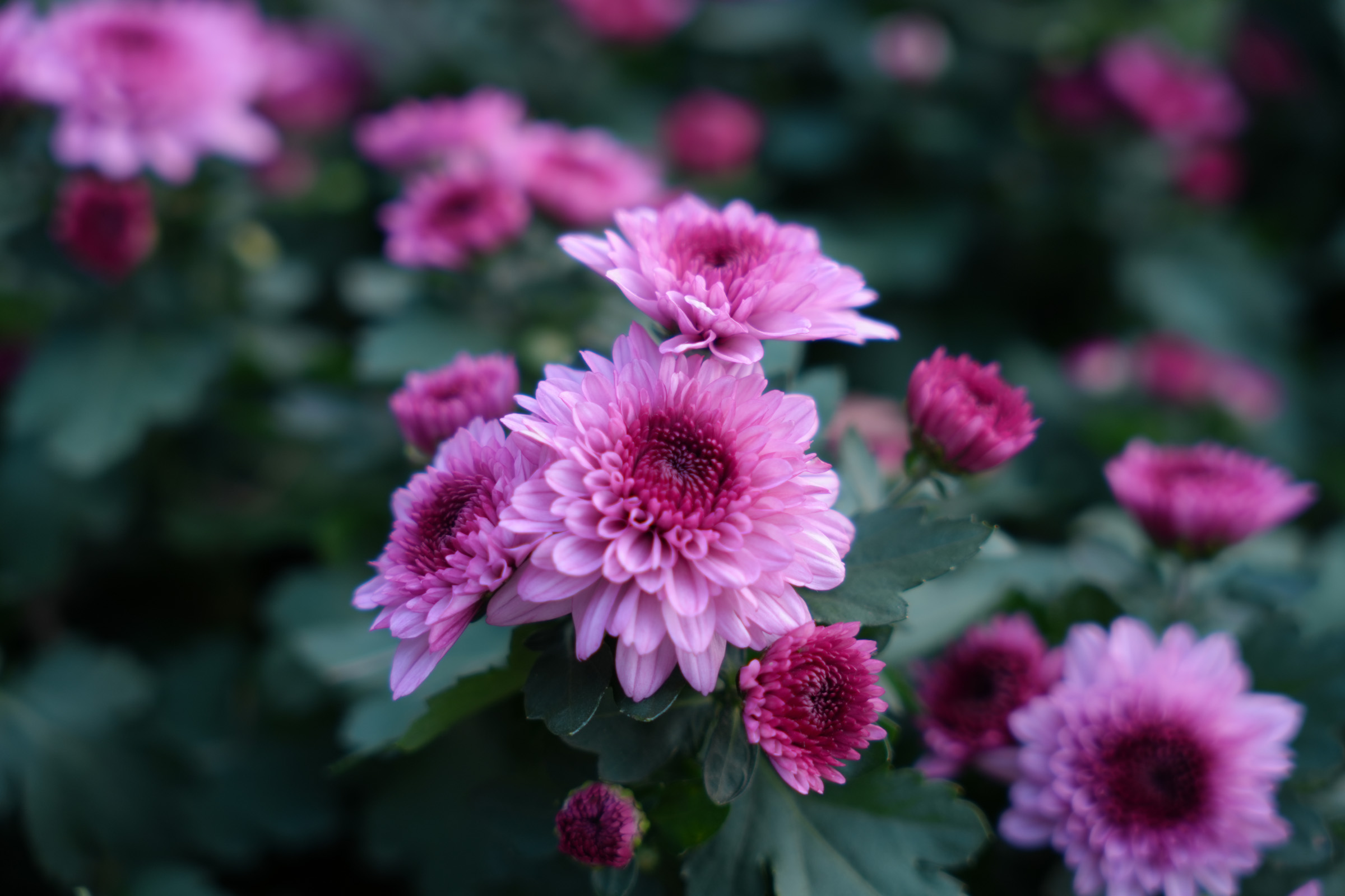 Featured image for “疗愈摄影：影像作为心理自我修复工具的理论与实践”